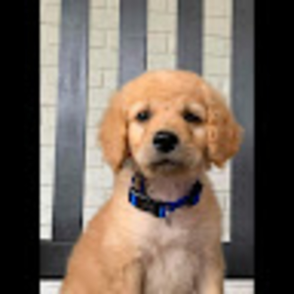 Meet your Posher, Bridget